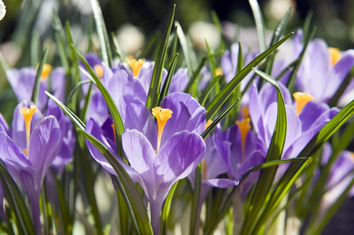 Crocus
