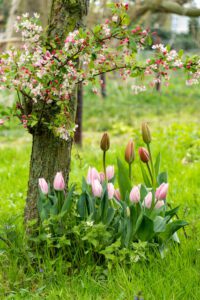 Racimo de tulipanes en el jardín