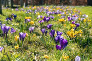 bulbos de bajo crecimiento, como los jacintos, por bulbos de mayor floración, como el tulipán.