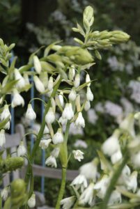 Bulbos blancos de flores de verano (jacinto de verano)