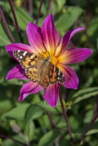 Dalia rosa con mariposa