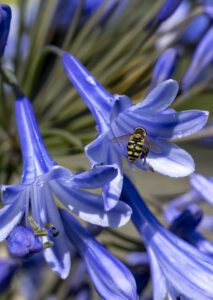 Flor azul Agapanthus, lirio africano