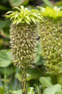 Cerrar el bulbo de flores de verano Eucomis (Biodiversidad)