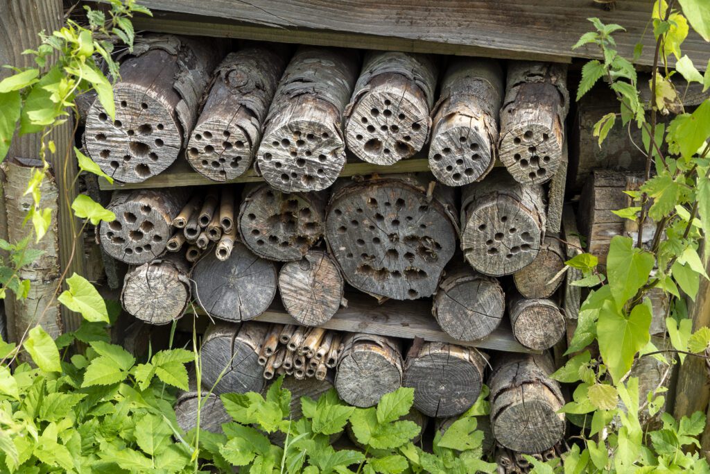 Biodiversidad