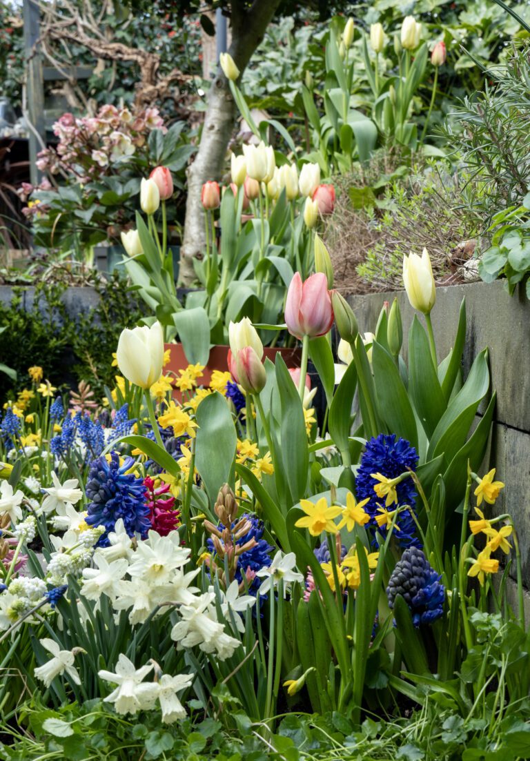 Plant a surprise spring now - Flowerbulbs
